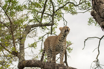 African leopard in a tree © Tony Campbell