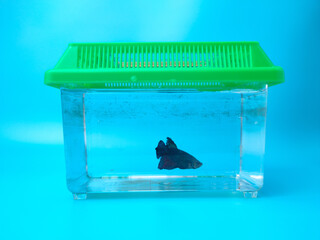 The beautiful ornamental fish is in a small storage container on a blue background.