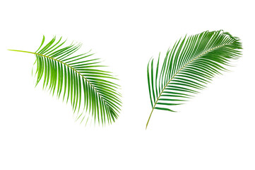 Palm leaves isolated on white background.