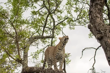 Plexiglas foto achterwand African leopard in a tree © Tony Campbell