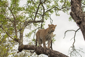 African leopard in a tree