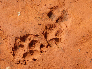 Coyote tracks in mud