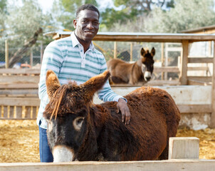 Smiling African American male farm owner taking care of donkey in stall at sunny day