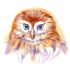 Vector illustration of owl portrait.