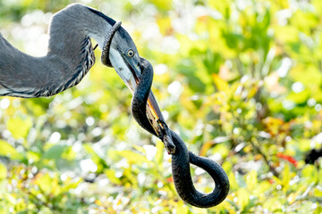 Great Blue Heron in an epic battle with a water snake.
