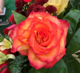 Orange/Red Rose