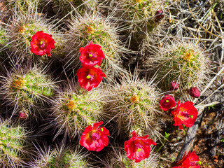 Hedgehog cactus in bloom