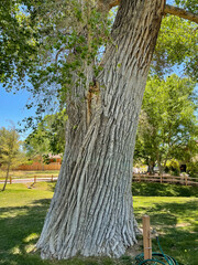 Large cottonwood trunk in a riverside park - obrazy, fototapety, plakaty