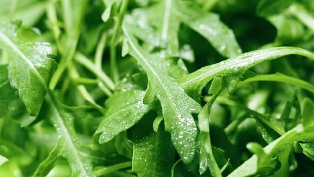 Arugula close-up. Salad green leaves background. Fresh rucola, lettuce. Raw vegetable leaf. 