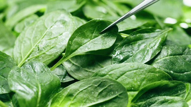 Spinach close-up. Salad green leaves background. Fresh spinage, lettuce. Raw vegetable leaf. 