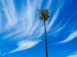 Palm tree with cirrus clouds