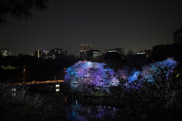 高層ビルと夜桜