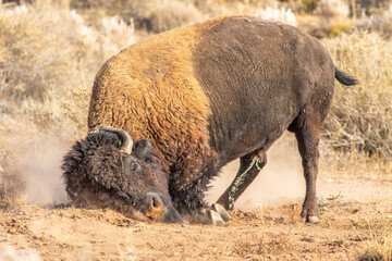American Bison Urinates before rolling © Matthew Jolley 