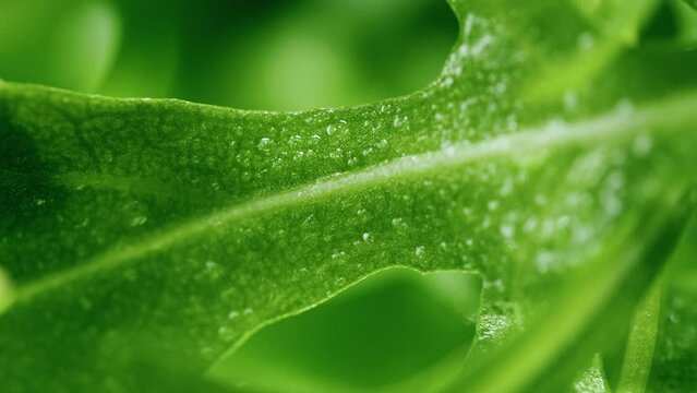 Arugula close-up. Salad green leaves background. Fresh rucola, lettuce. Raw vegetable leaf. 