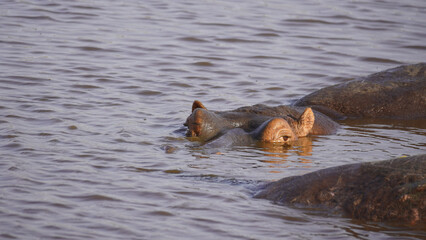 hippopotamus in water