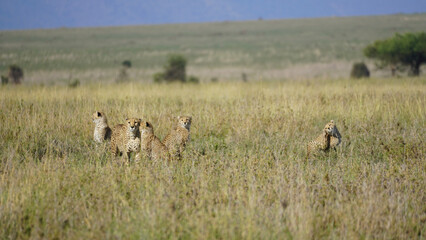 Naklejka na ściany i meble cheetas gepards family in the field