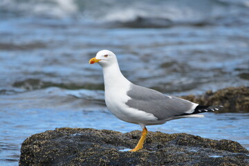 Obraz premium GAVIOTA