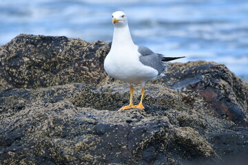 GAVIOTA