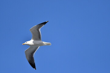 Obraz premium GAVIOTA