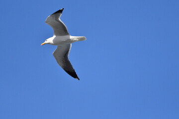 GAVIOTA