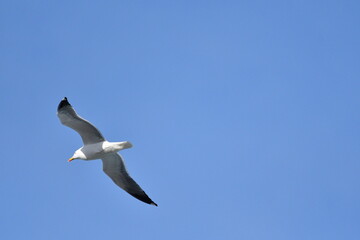 GAVIOTA