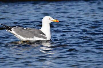 GAVIOTA