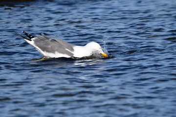 GAVIOTA