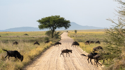 Fototapeta na wymiar wildebeest in the serengeti national park city