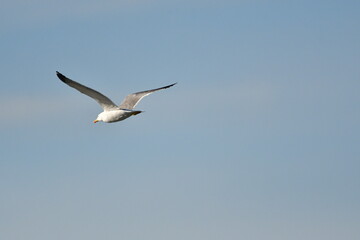 GAVIOTA