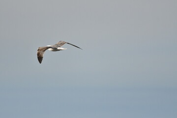 GAVIOTA