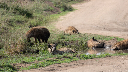 hyenas group wild animals serengeti