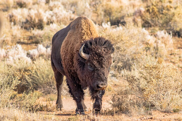 American bison walks through the grassland