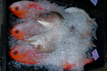 Image of fresh fish displayed at a market in Parit Karang, Johor, Malaysia.