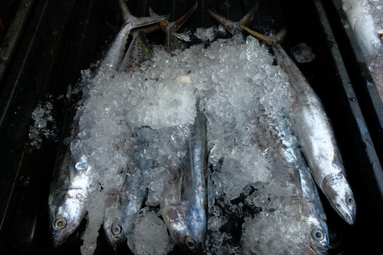 Image of fresh fish displayed at a market in Parit Karang, Johor, Malaysia.