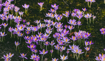 Close-up of blooming purple crocus flowers. Park. Europe. Early spring. Symbol of peace, joy,...