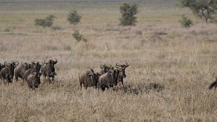 Obraz na płótnie Canvas wildebeest in serengeti national park serengeti