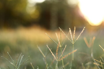 Grass flower in the backyard at sunset, the concept of freshness in nature.