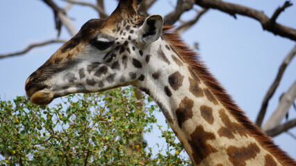 giraffe in the zoo