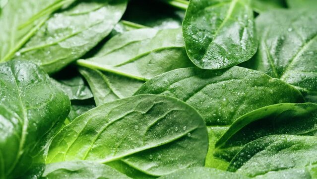 Spinach close-up. Salad green leaves background. Fresh spinage, lettuce. Raw vegetable leaf. 