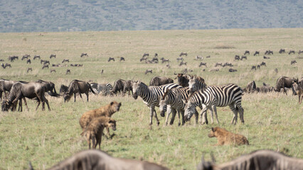 Fototapeta na wymiar zebras and wildebeest