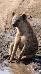 hyena in serengeti national park city