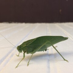 Katydid at night
