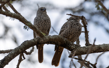 red tailed hawk