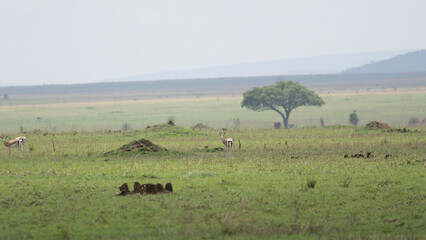 herd of wildebeest