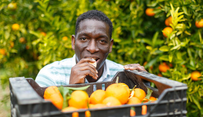 Naklejka na ściany i meble Positive afro male farmer picking carefully ripe mandarins in crate on plantation