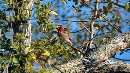 House finch (Haemorhous mexicanus) perched in a tree in a backyard in Panama City, Florida, USA