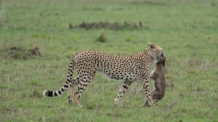 Fototapeta na wymiar cheetah in serengeti