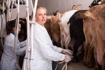 Portrait of professional milkmaids working with goats on farm