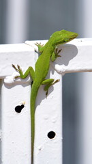 Green anole on a fence in a backyard in Panama City, Florida, USA