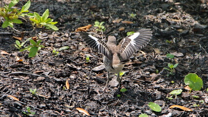 Northern mockingbird (Mimus polyglottos) on the ground with its wings extended in a backyard in Panama City, Florida, USA